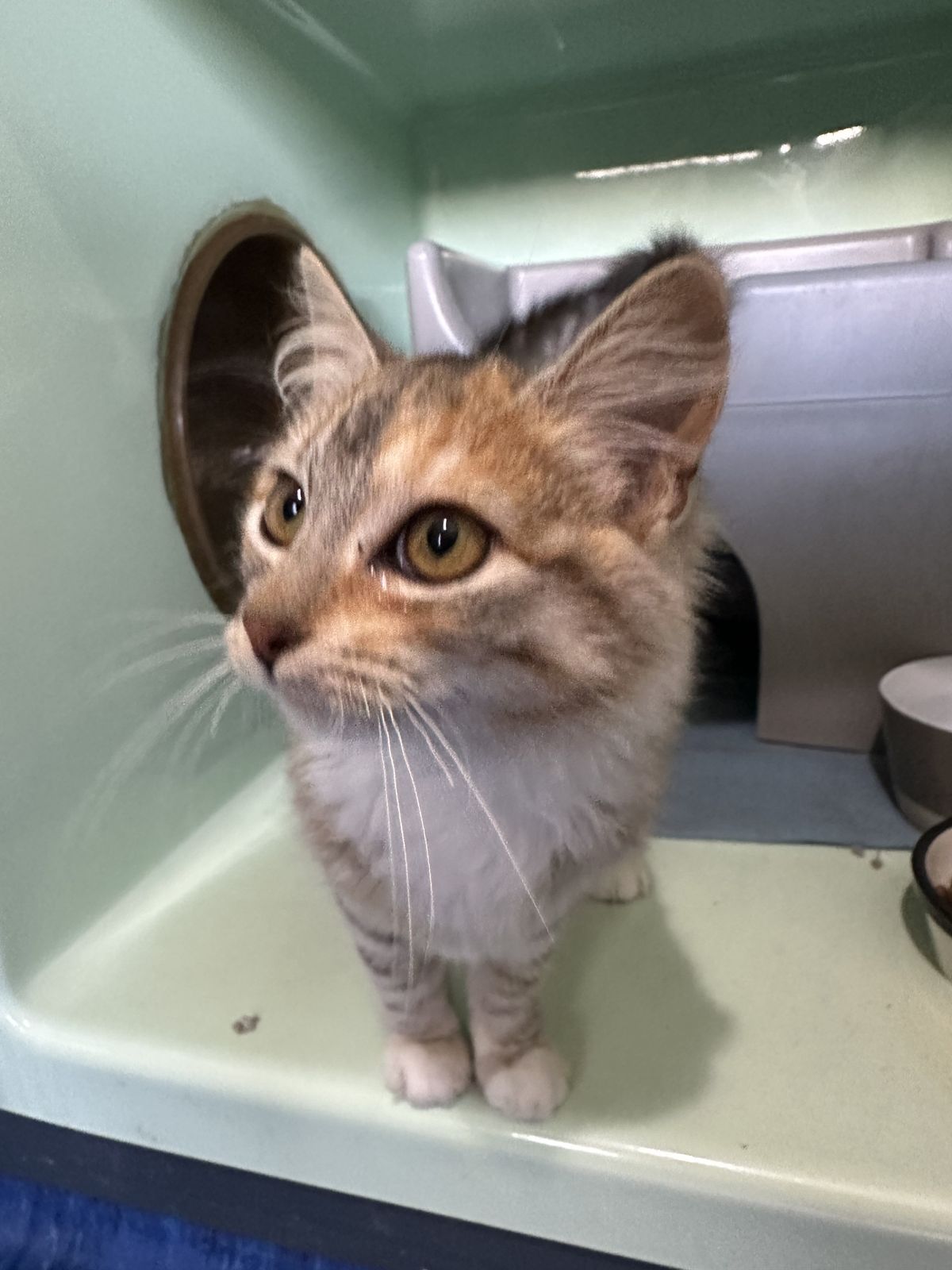 Gallery image: Chrystal