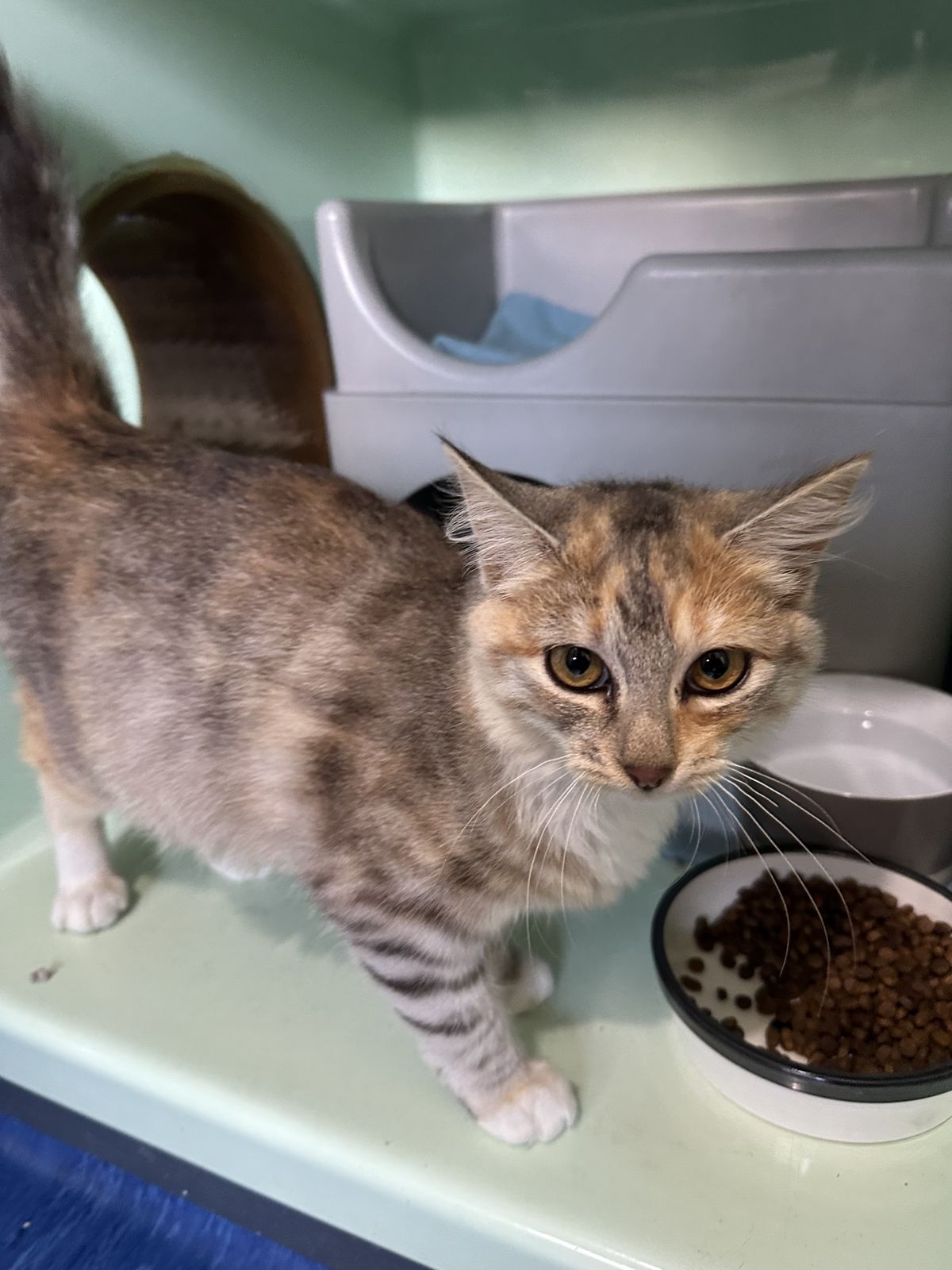 Gallery image: Chrystal