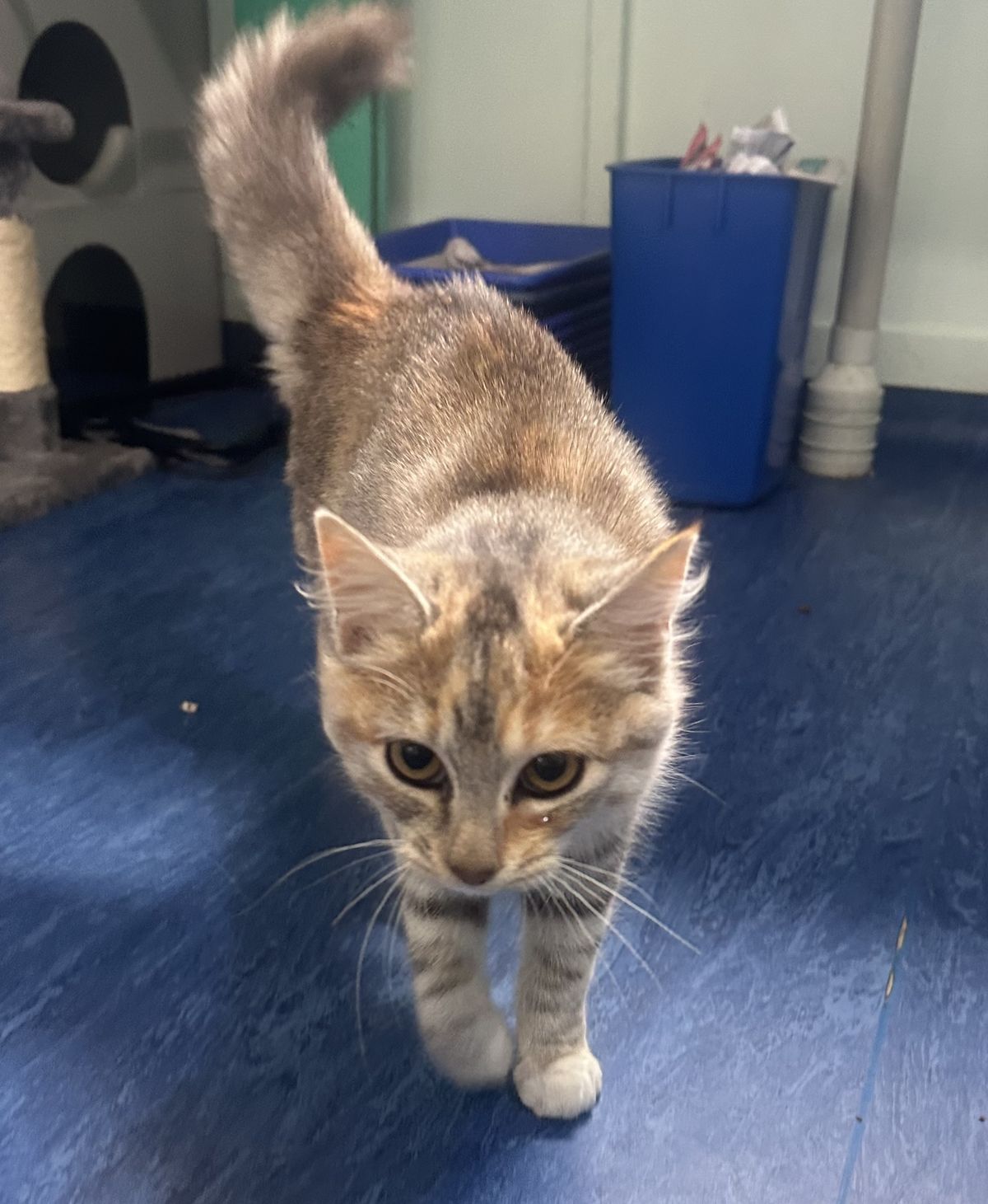 Gallery image: Chrystal