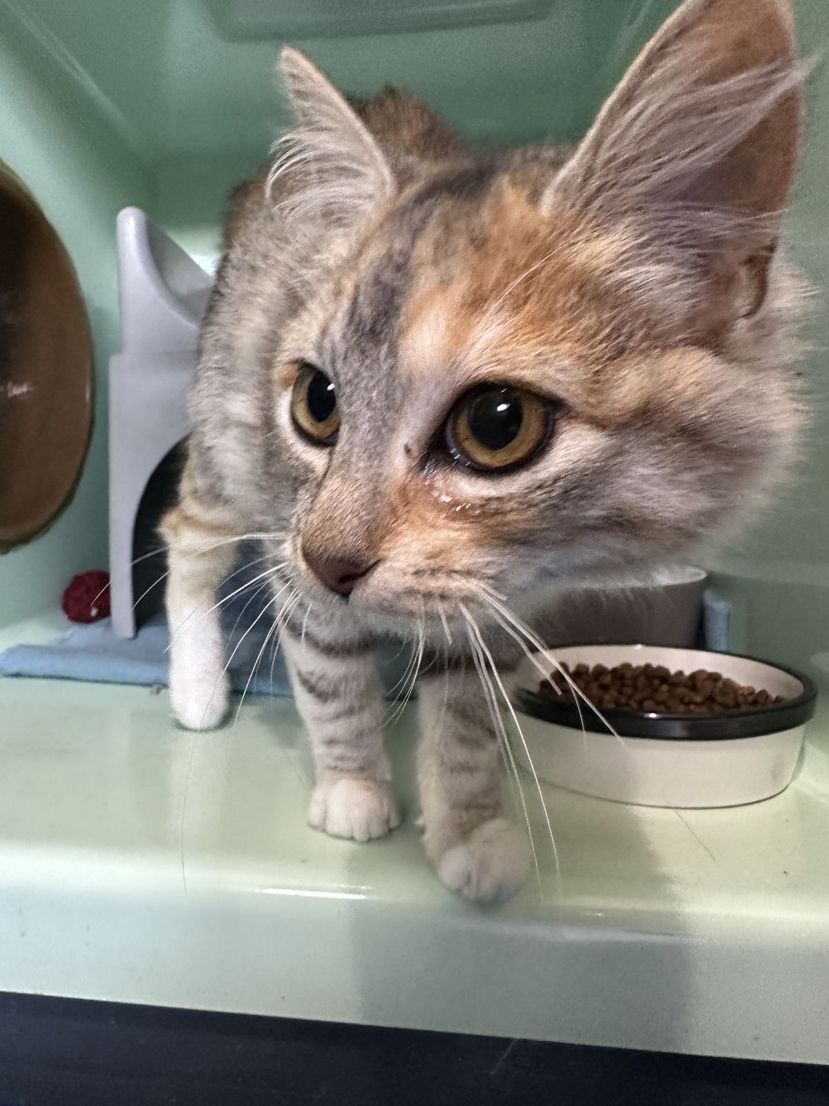 Gallery image: Chrystal