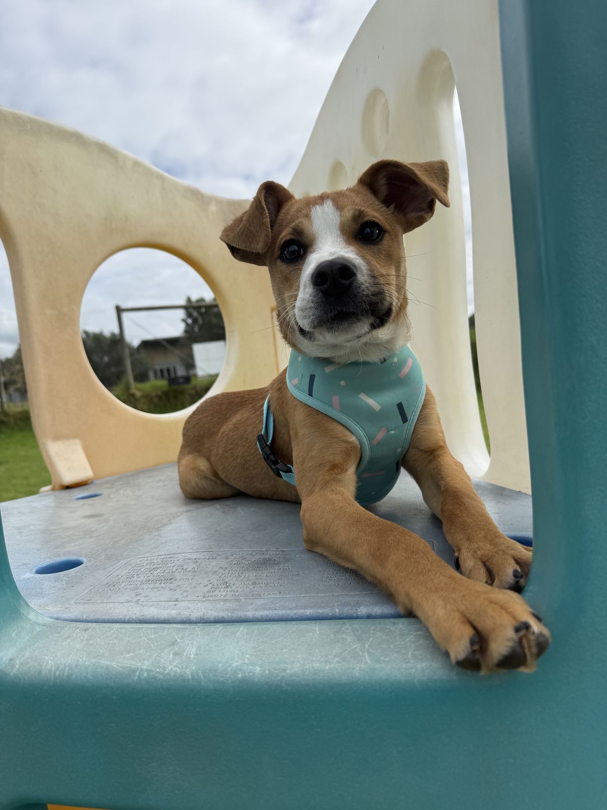 Gallery image: Daniel