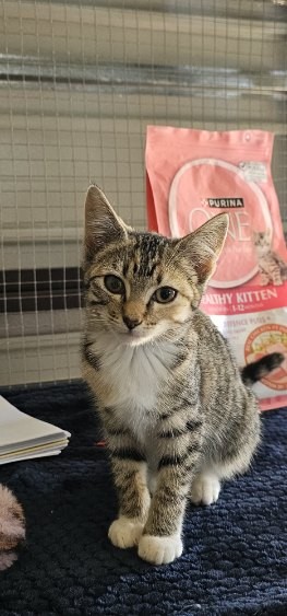 Hotdog - Domestic Short Hair