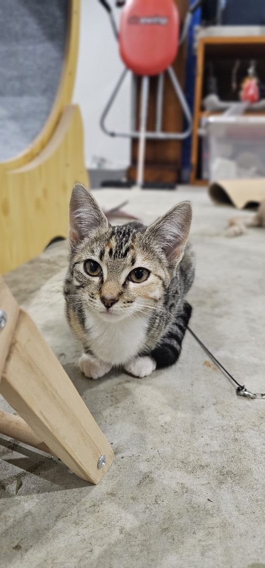 Gallery image: Hotdog