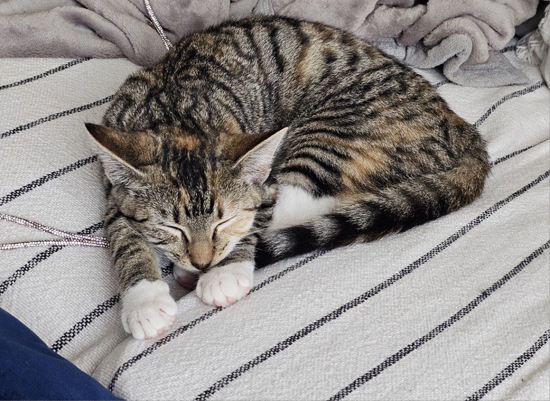 Gallery image: Hotdog