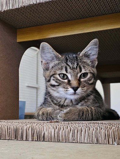 Sausage - Domestic Short Hair