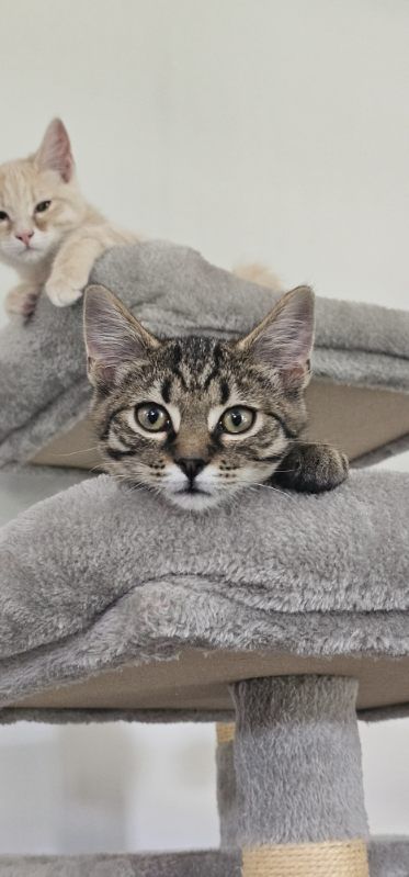 Gallery image: Sausage