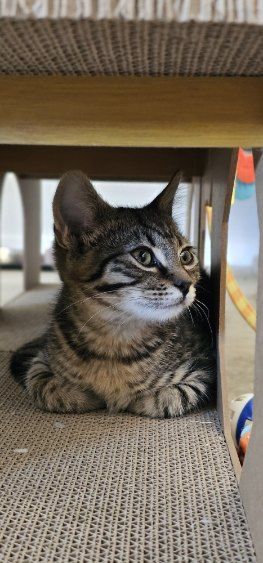 Gallery image: Sausage