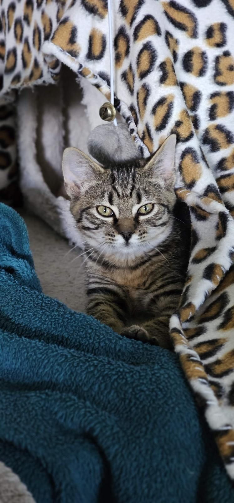 Gallery image: Sausage