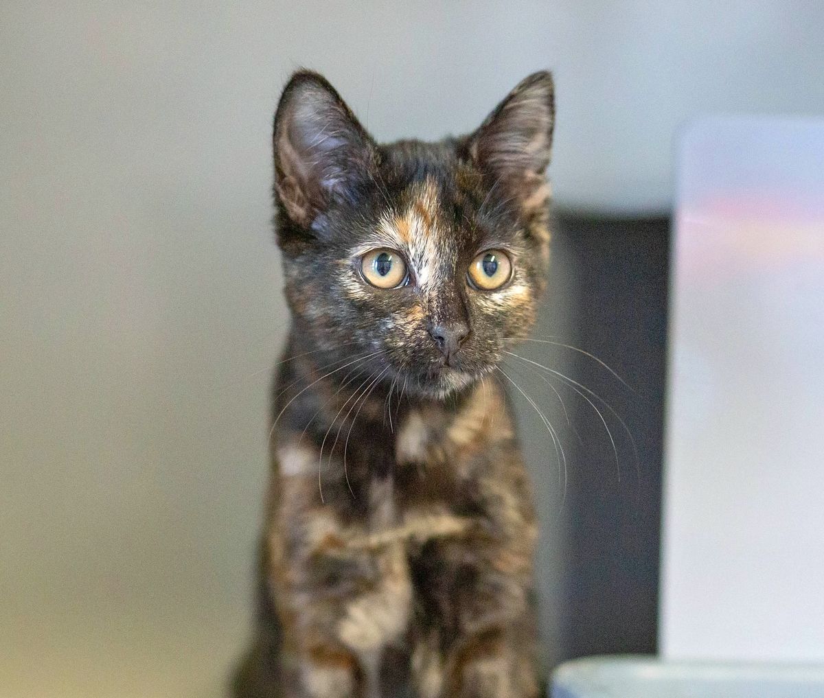 Gallery image: Livvy