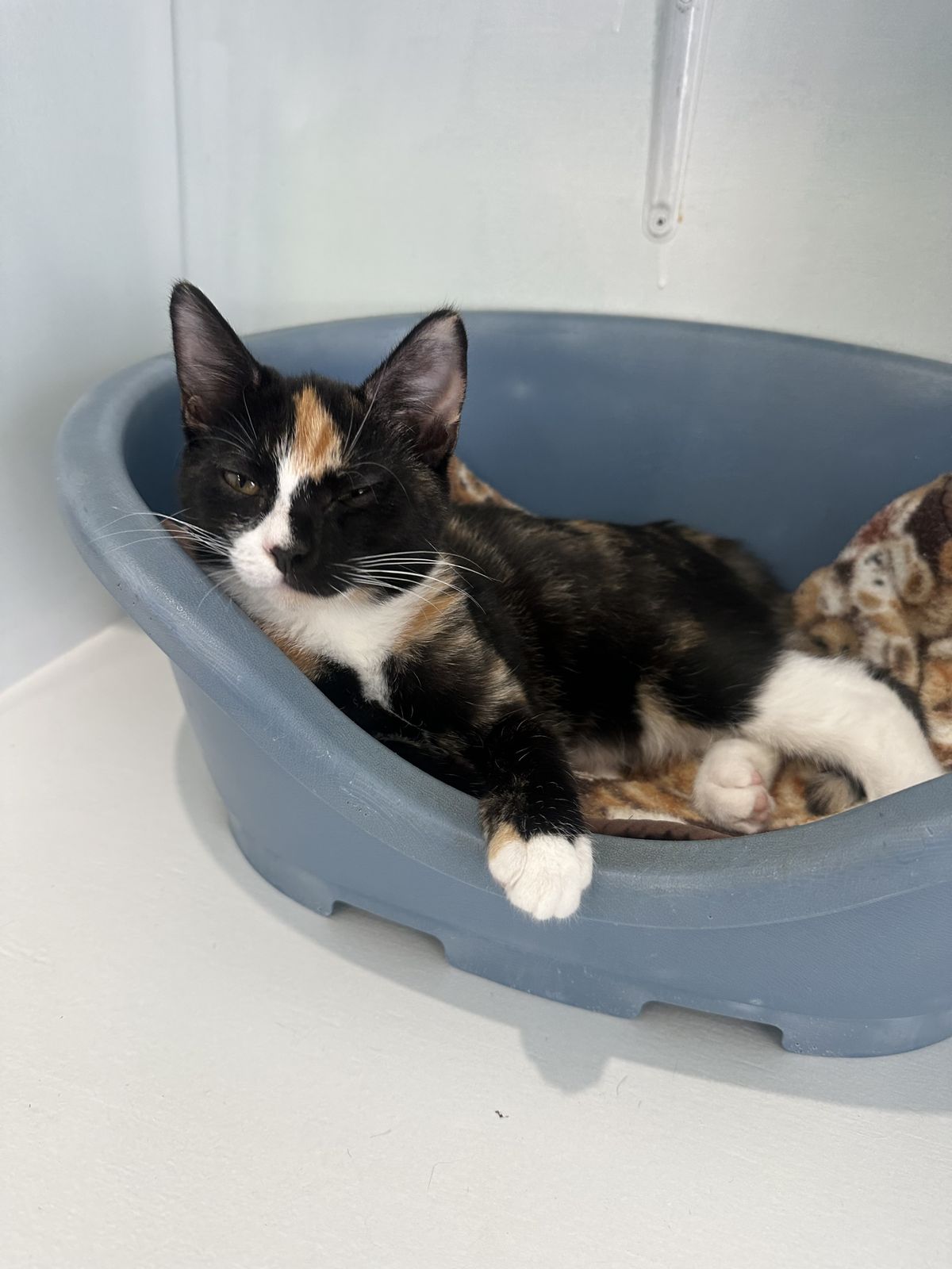 Gallery image: Sunshine