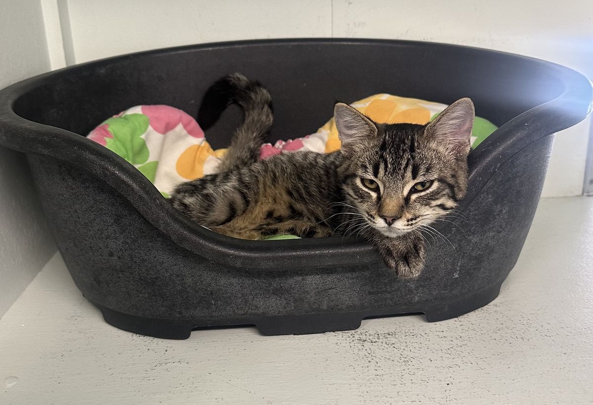 Gallery image: Tuppence