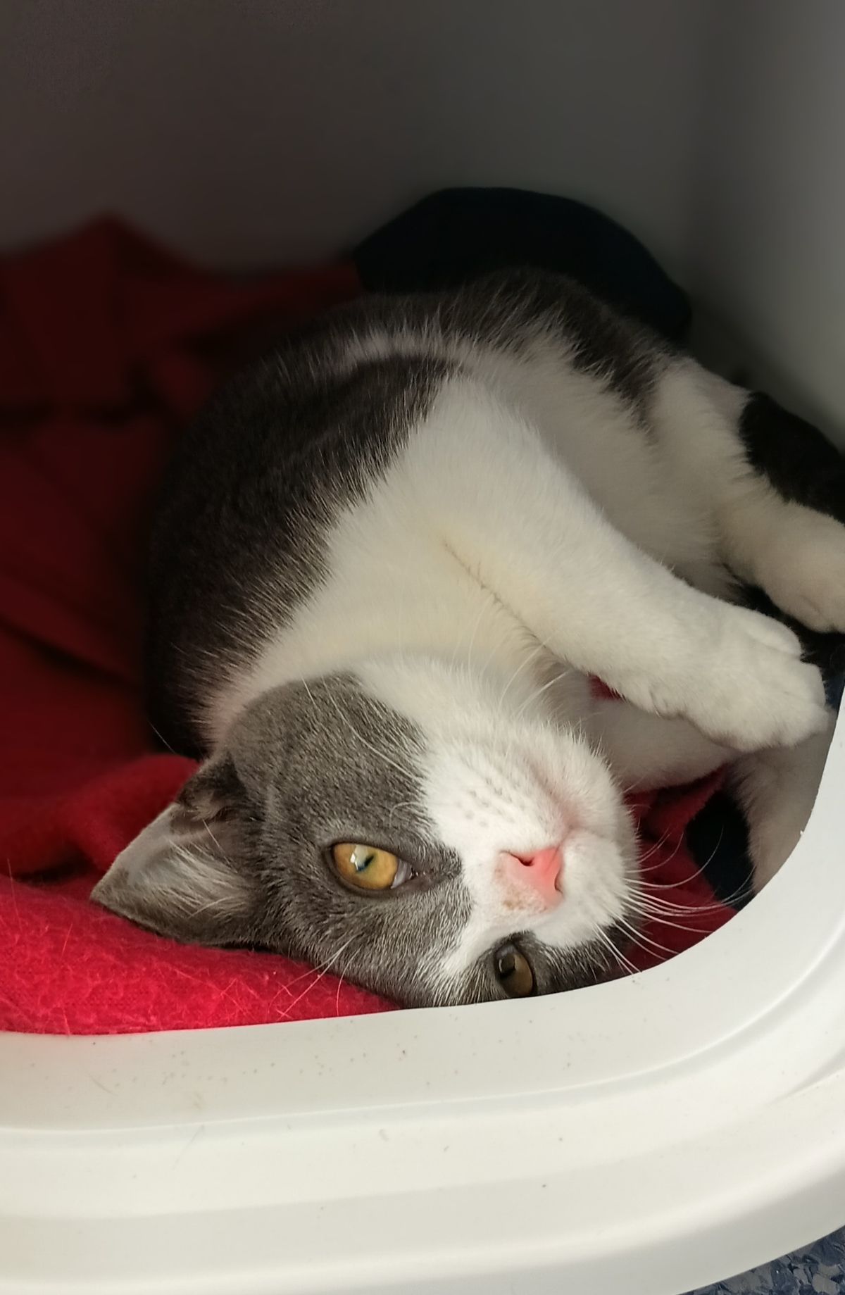 Gallery image: Arthur