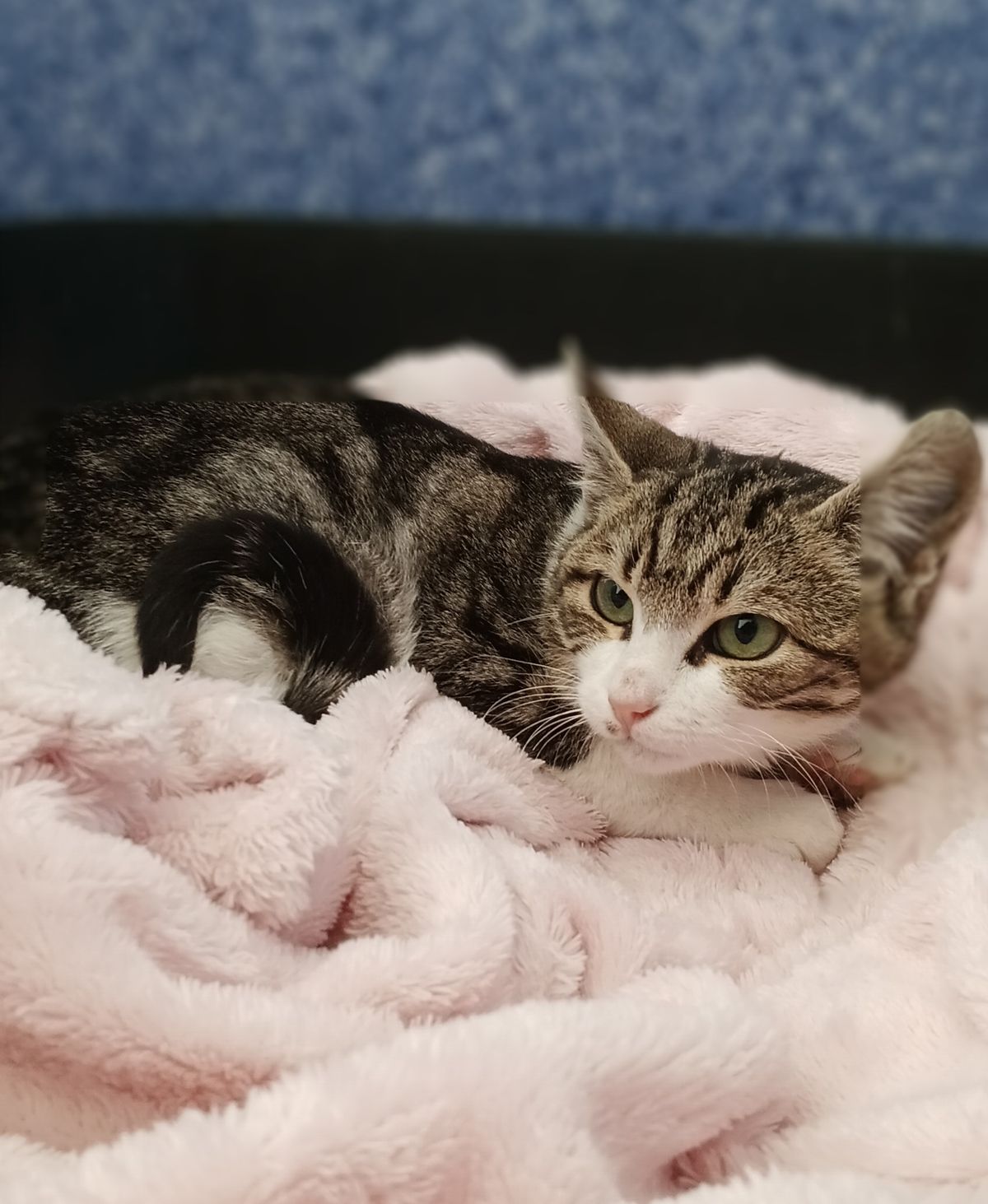 Gallery image: Ralph