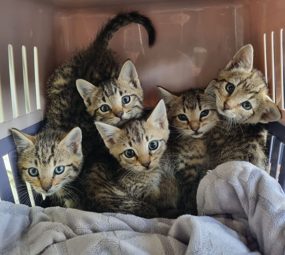 Gallery image: Jelly