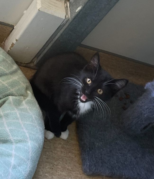 Gallery image: Shiloh