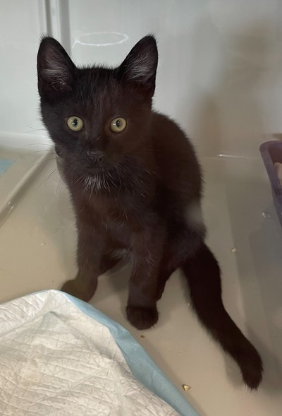 Maple - Domestic Short Hair