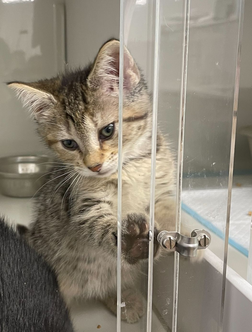 Gallery image: Princess 