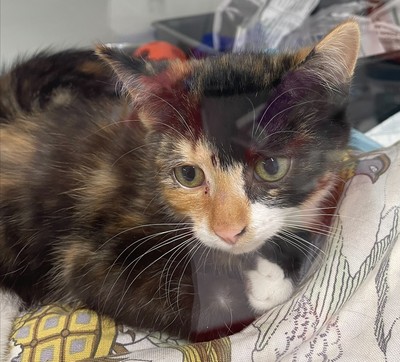 Honey - Domestic Short Hair