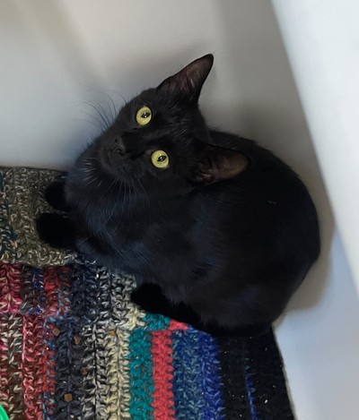 Midnight - Domestic Short Hair