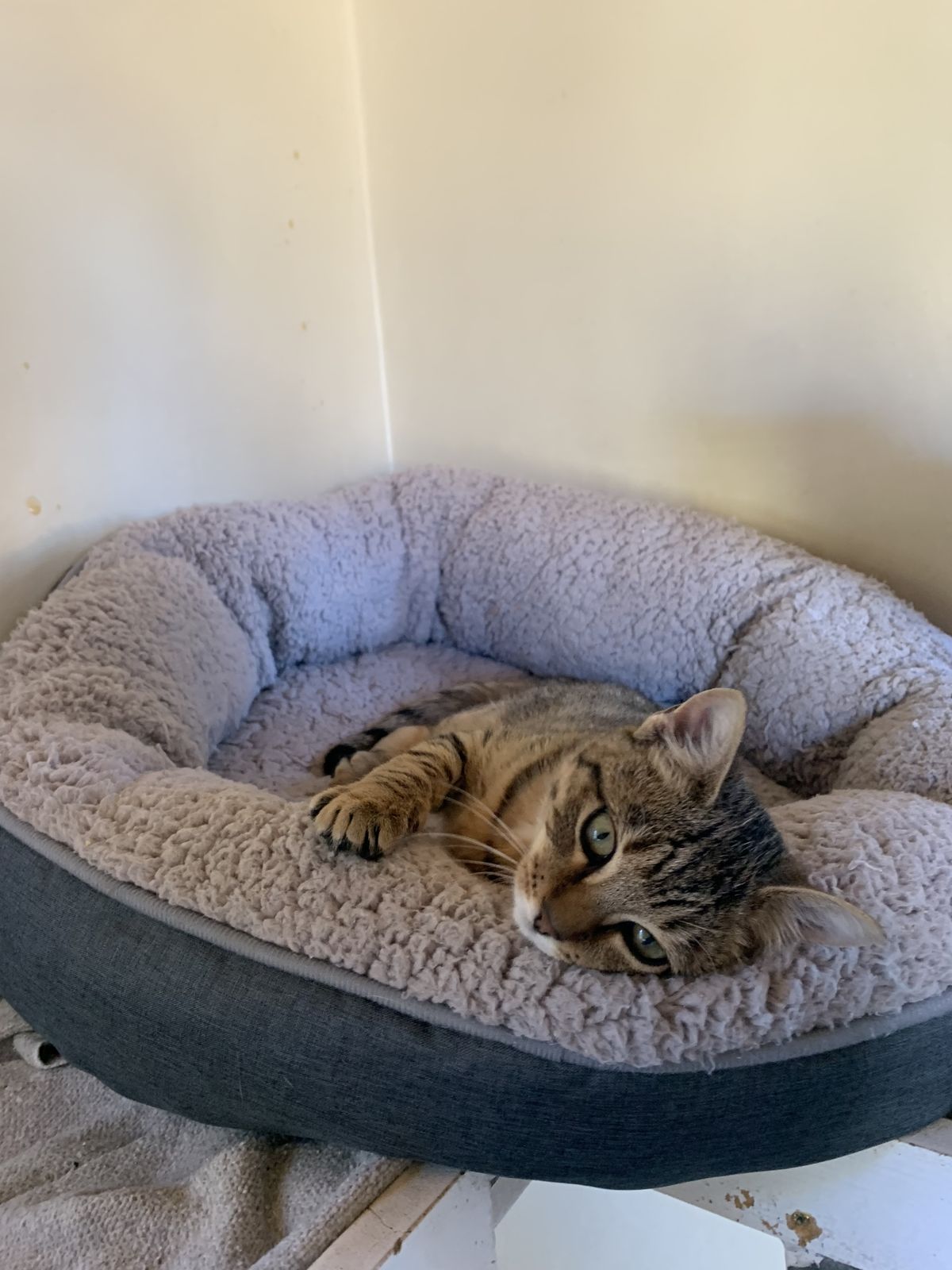 Gallery image: Pepper Potts