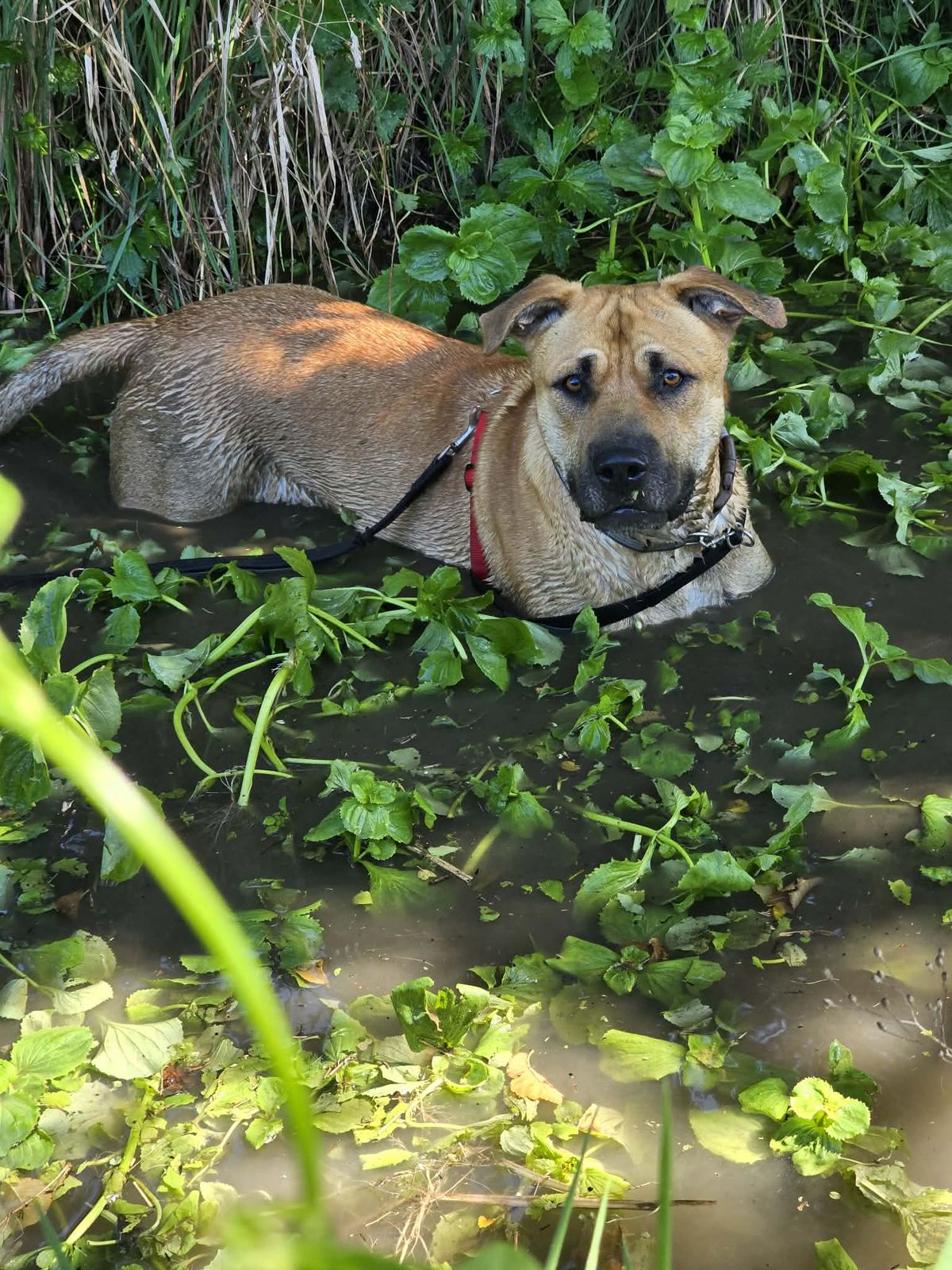 Gallery image: Chase