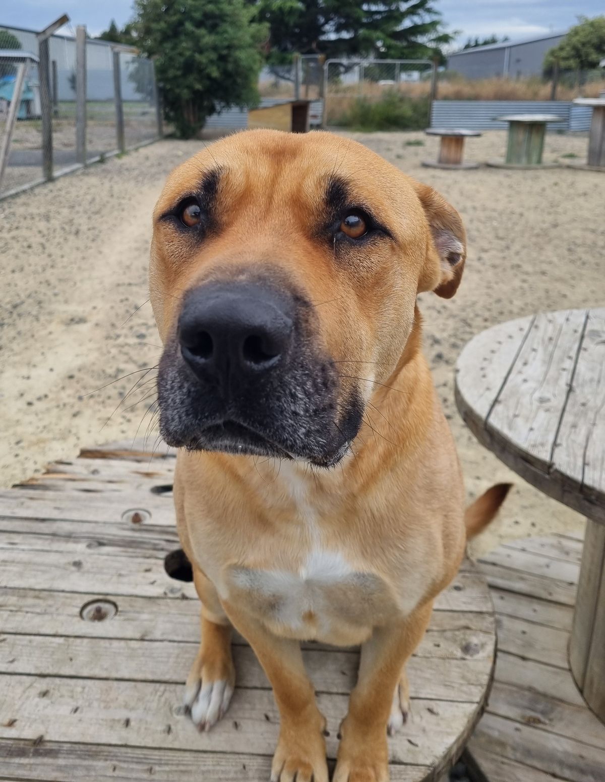 Gallery image: Chase