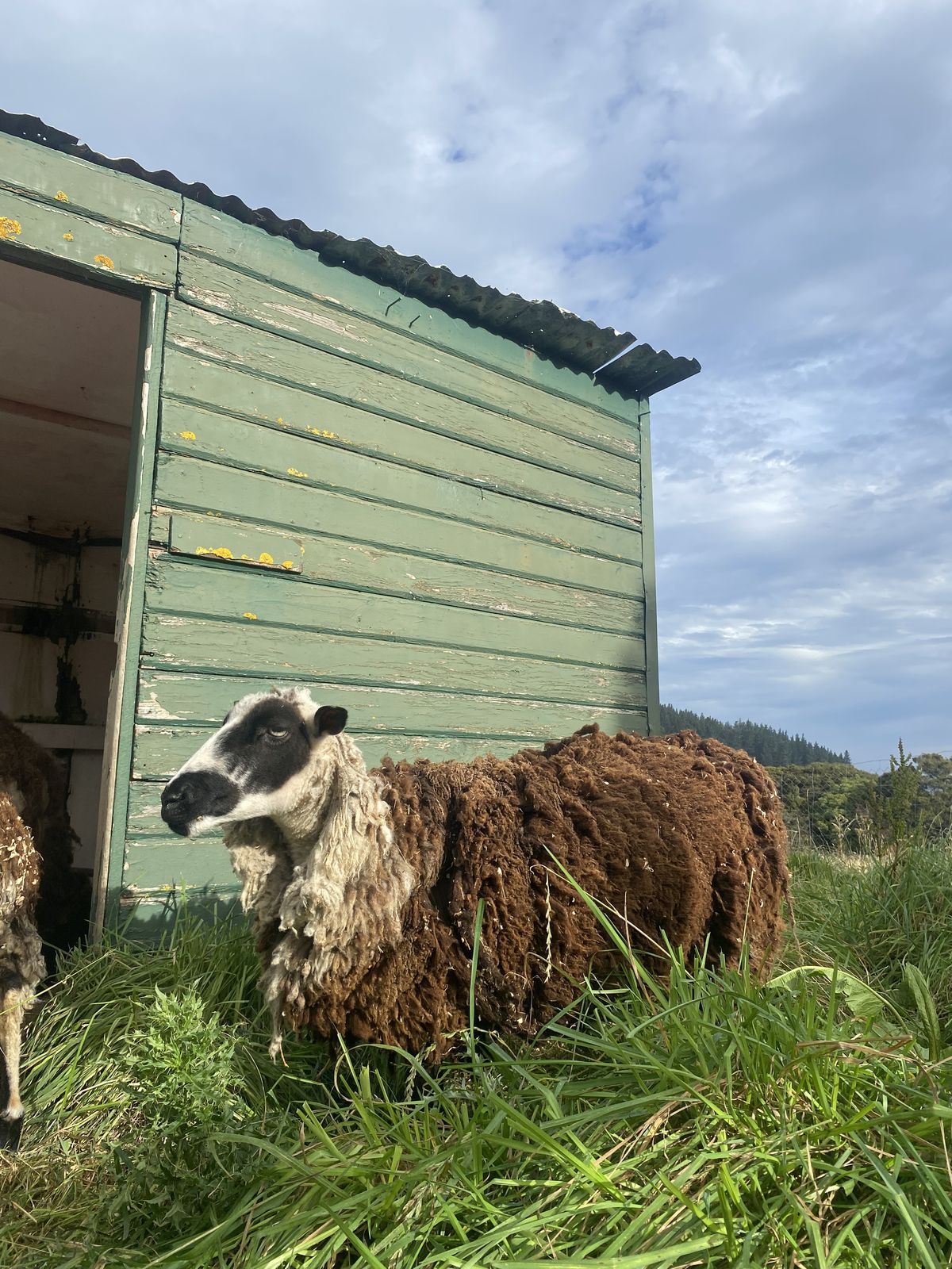 Gallery image: Petal