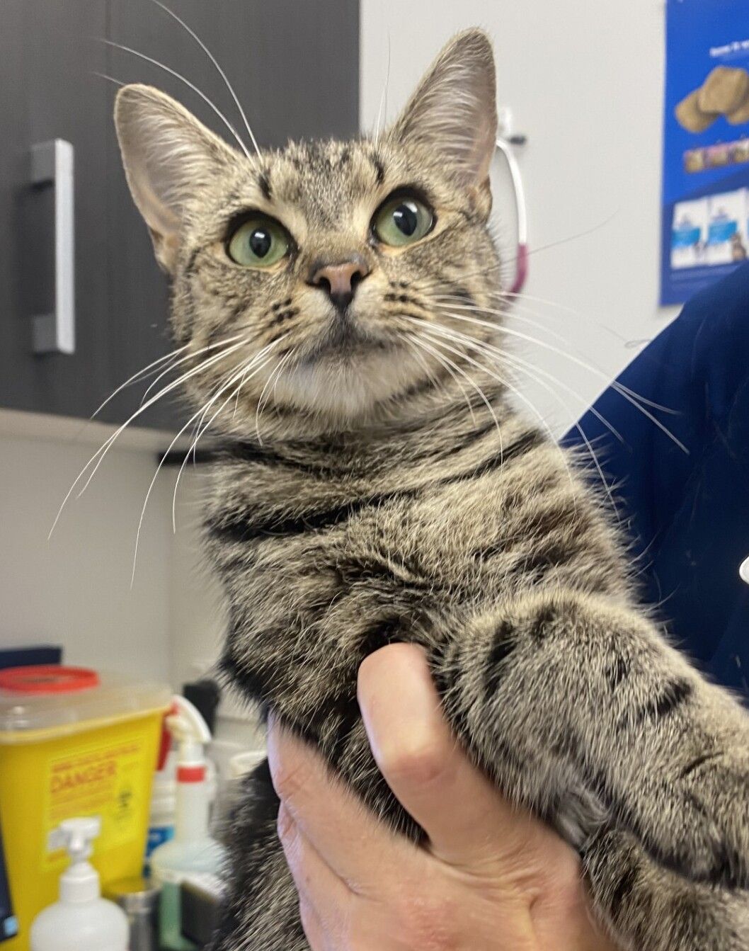 Gallery image: Avocado