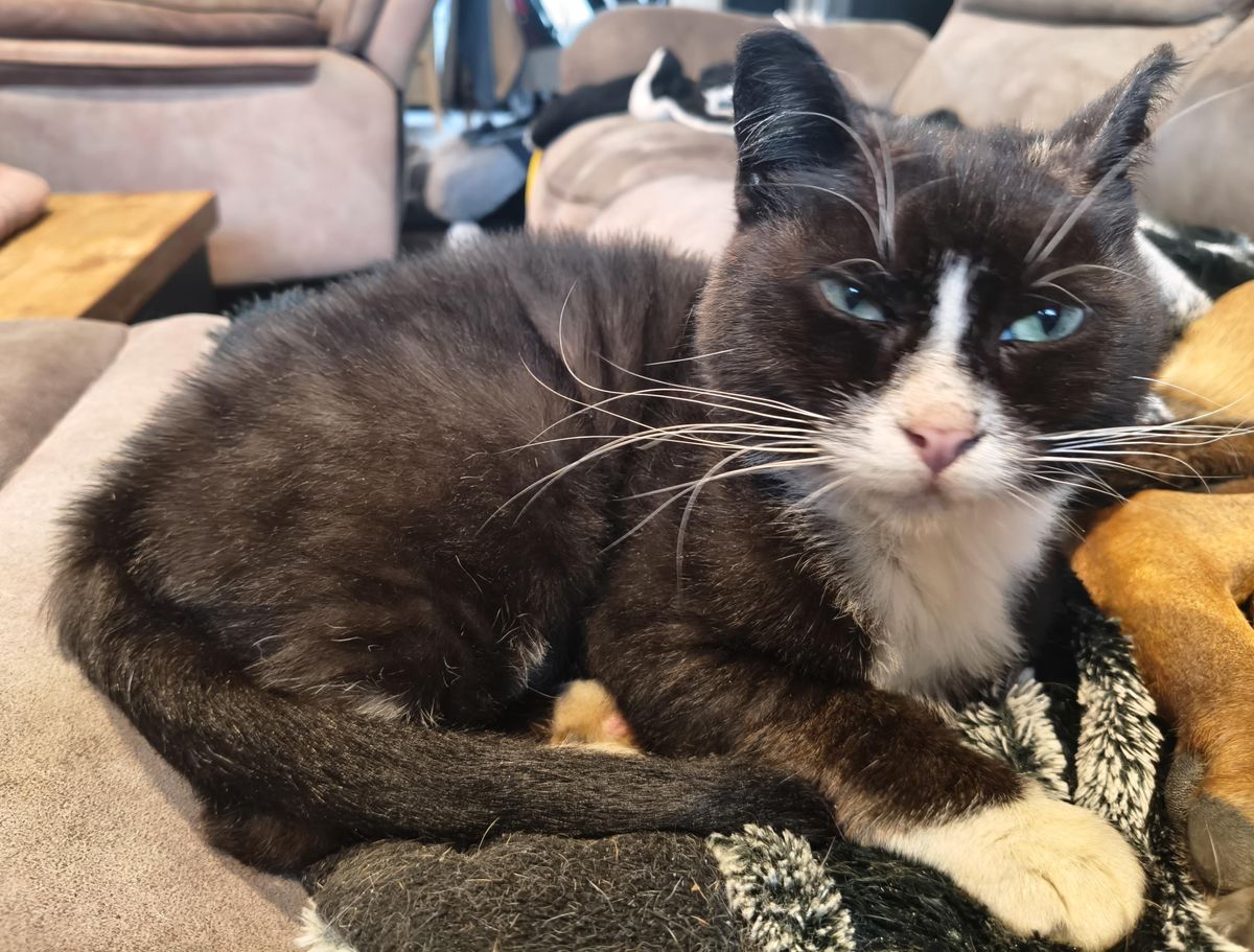 Gallery image: Peanut