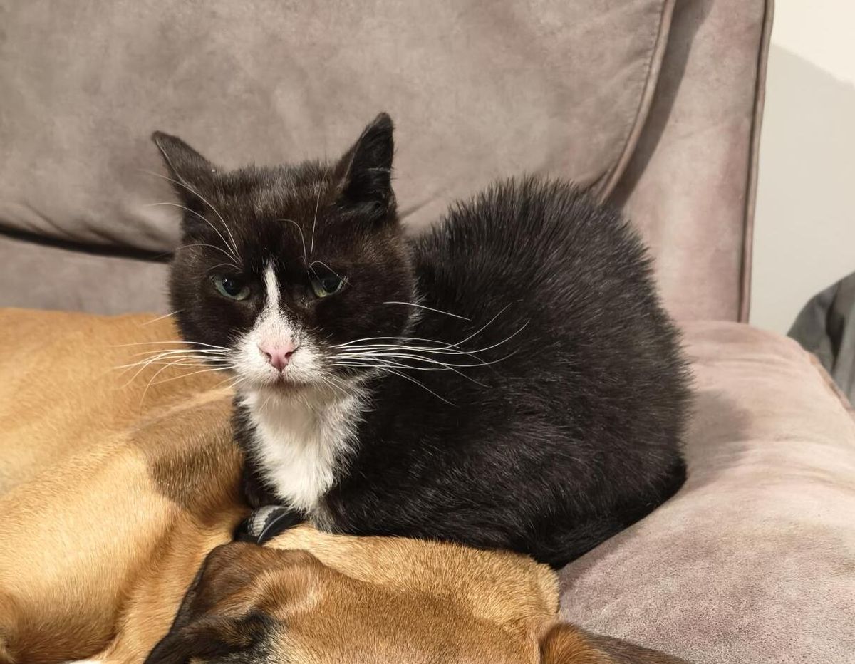 Gallery image: Peanut