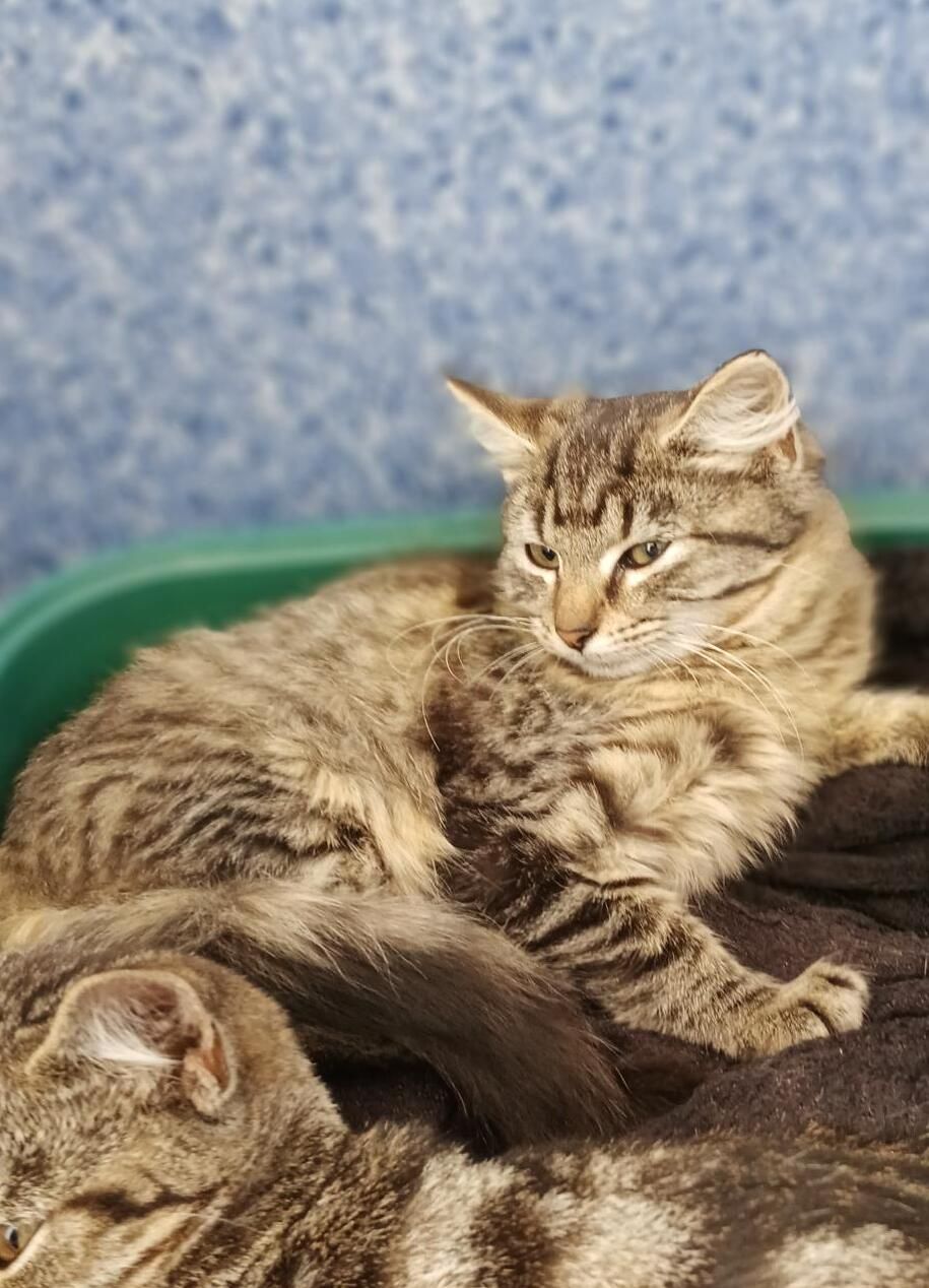 Gallery image: Benna