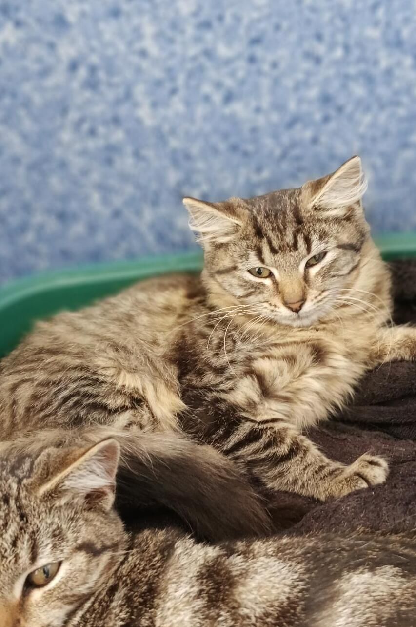 Gallery image: Benna