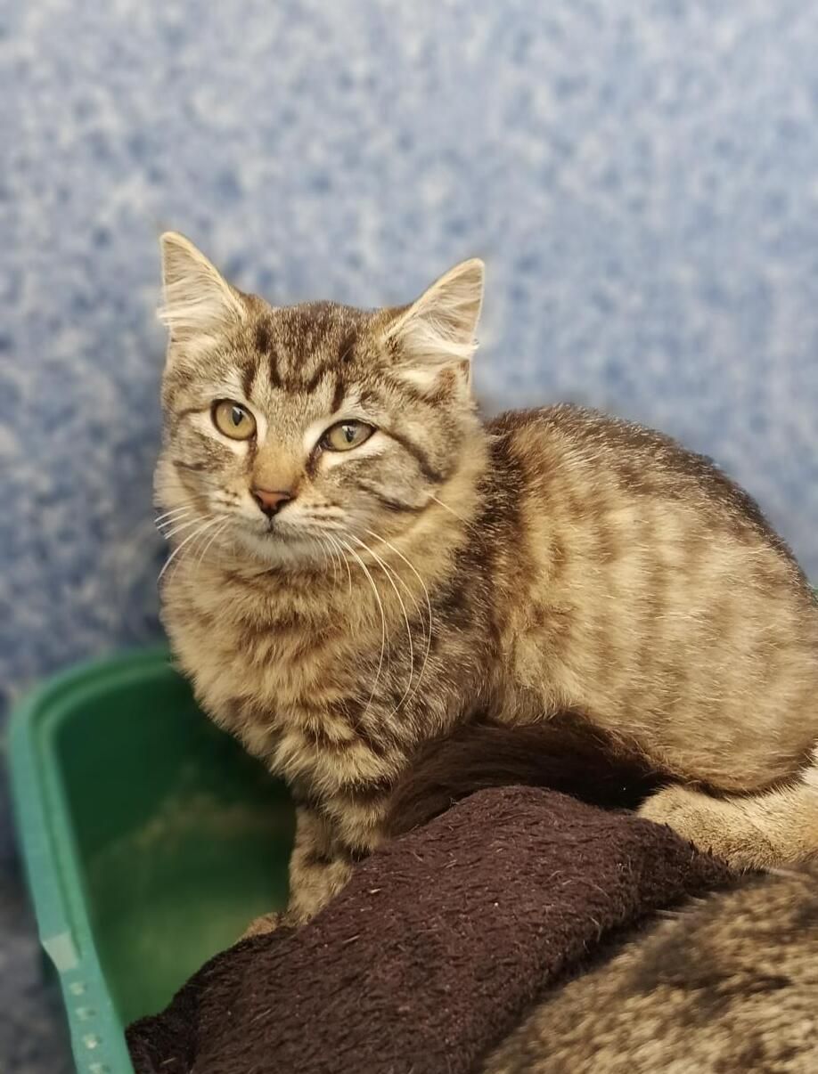 Gallery image: Benna