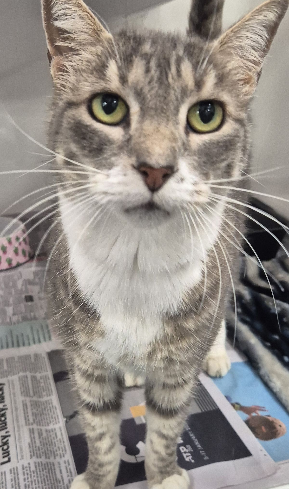 Gallery image: Wallace