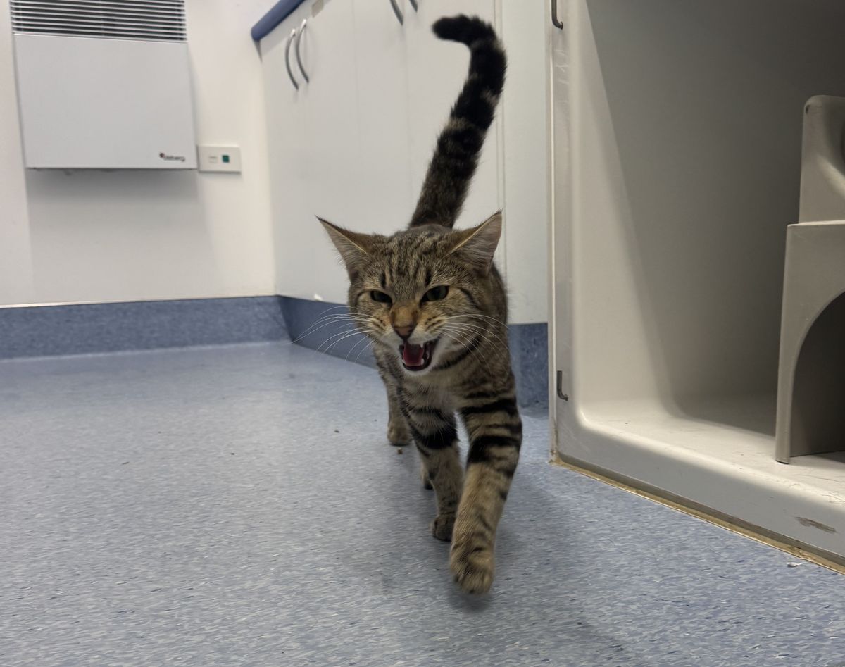 Gallery image: Bobby