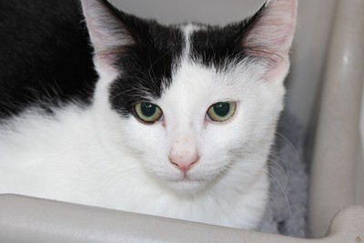 Murphy - Domestic Short Hair