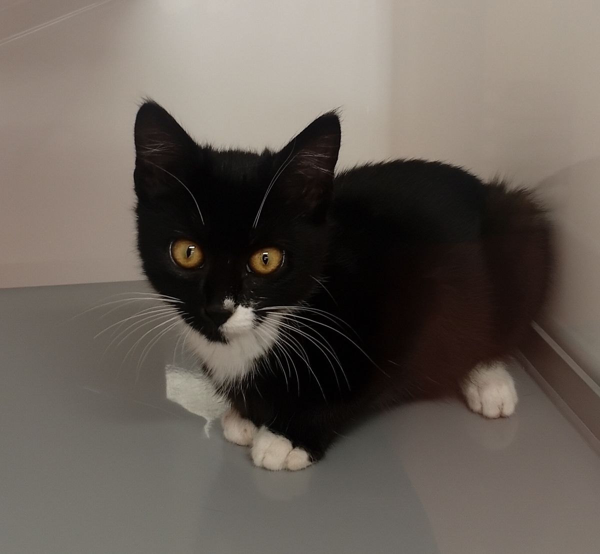 Gallery image: Sweet Pea