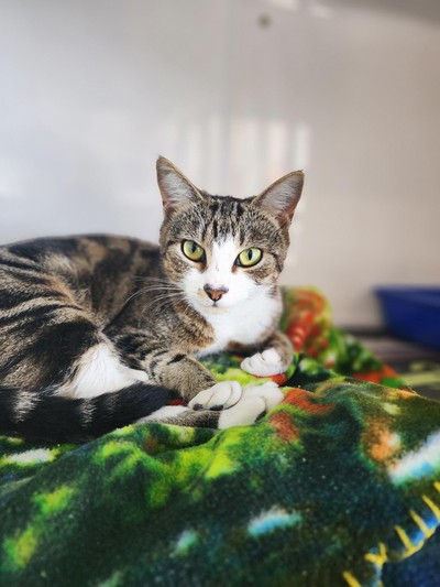 Charlotte - Domestic Short Hair