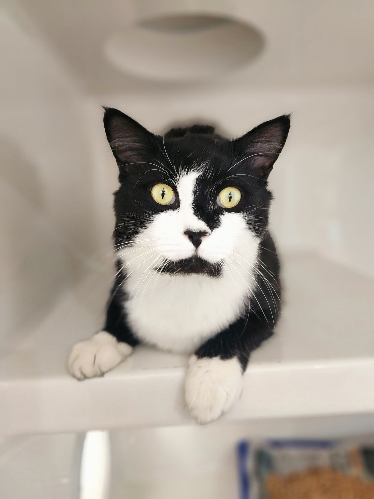 Gallery image: Rosco