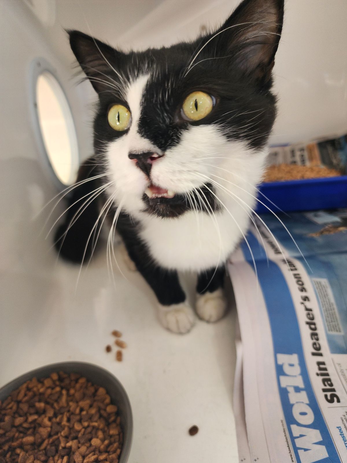 Gallery image: Rosco