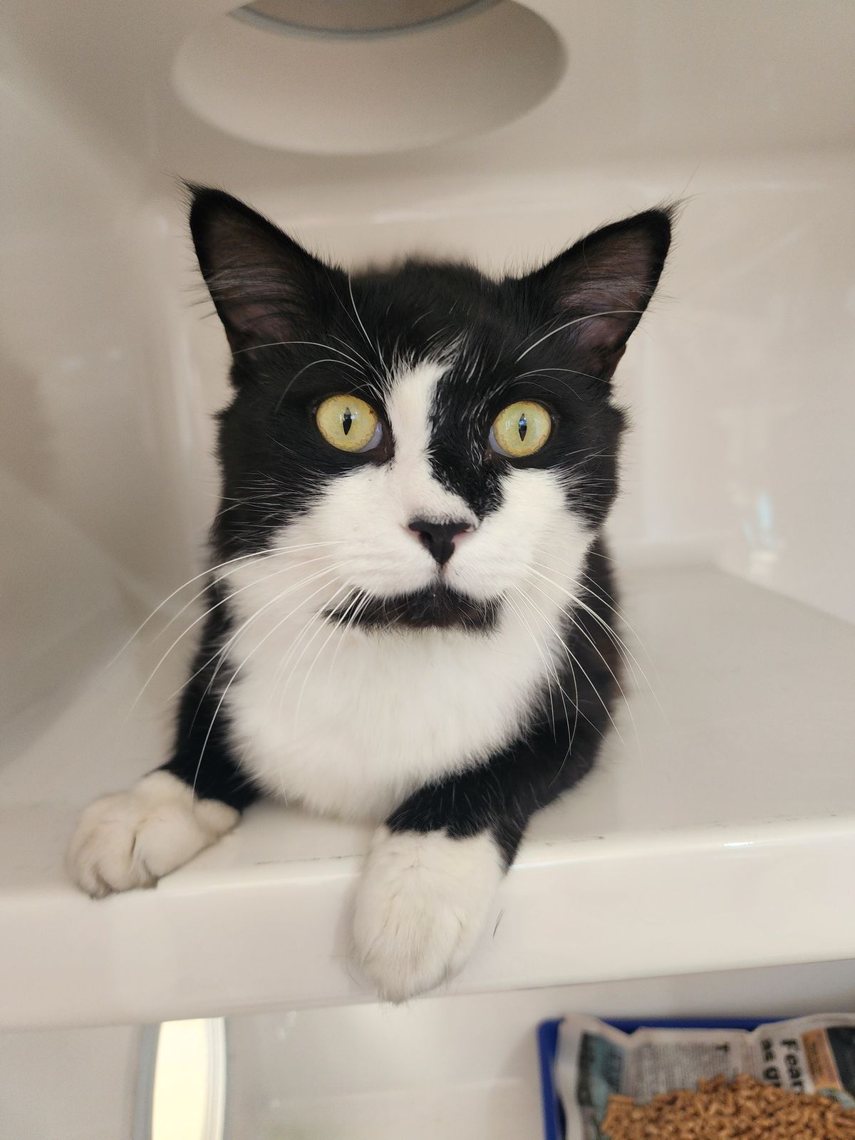 Gallery image: Rosco