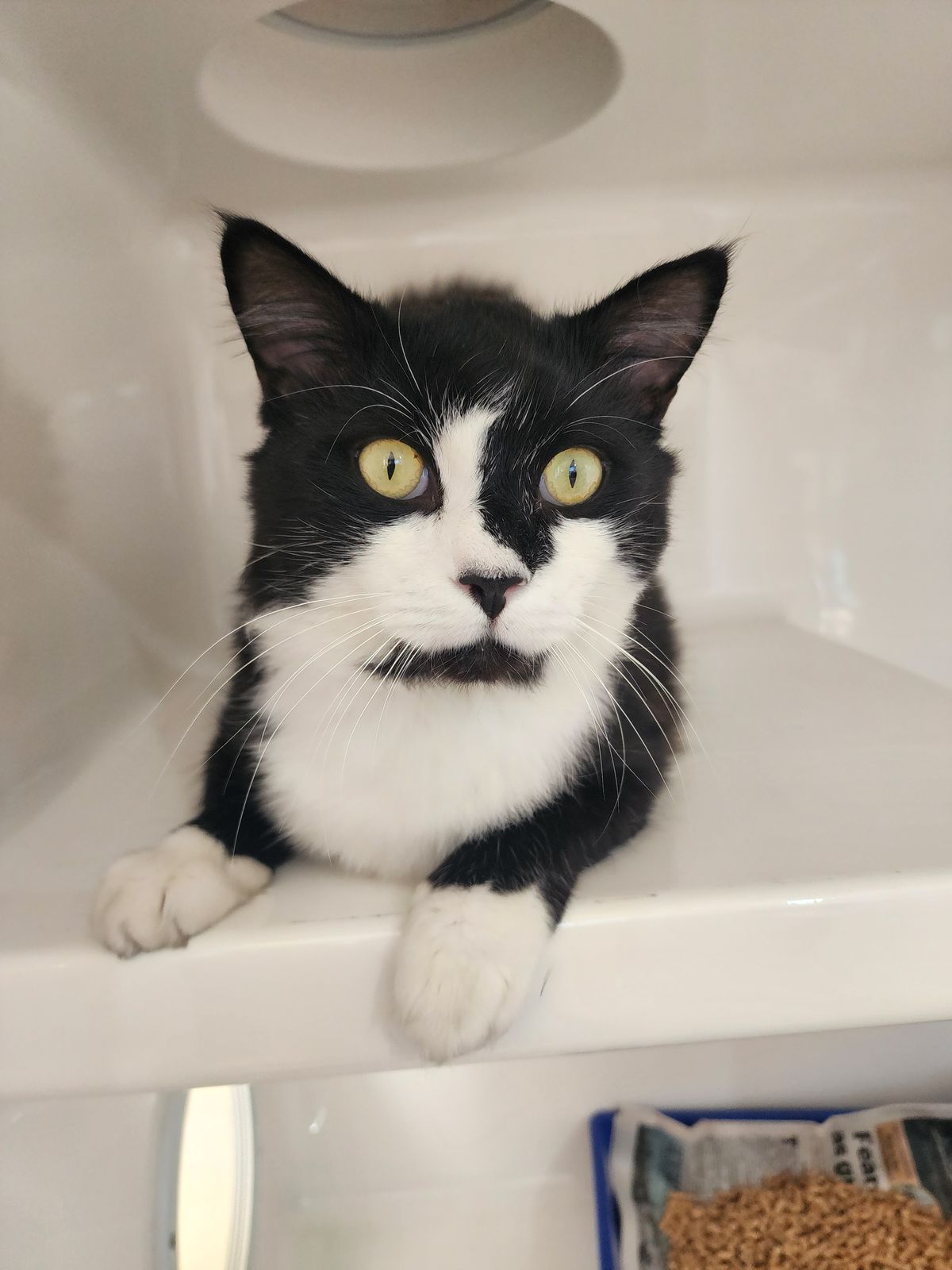 Gallery image: Rosco