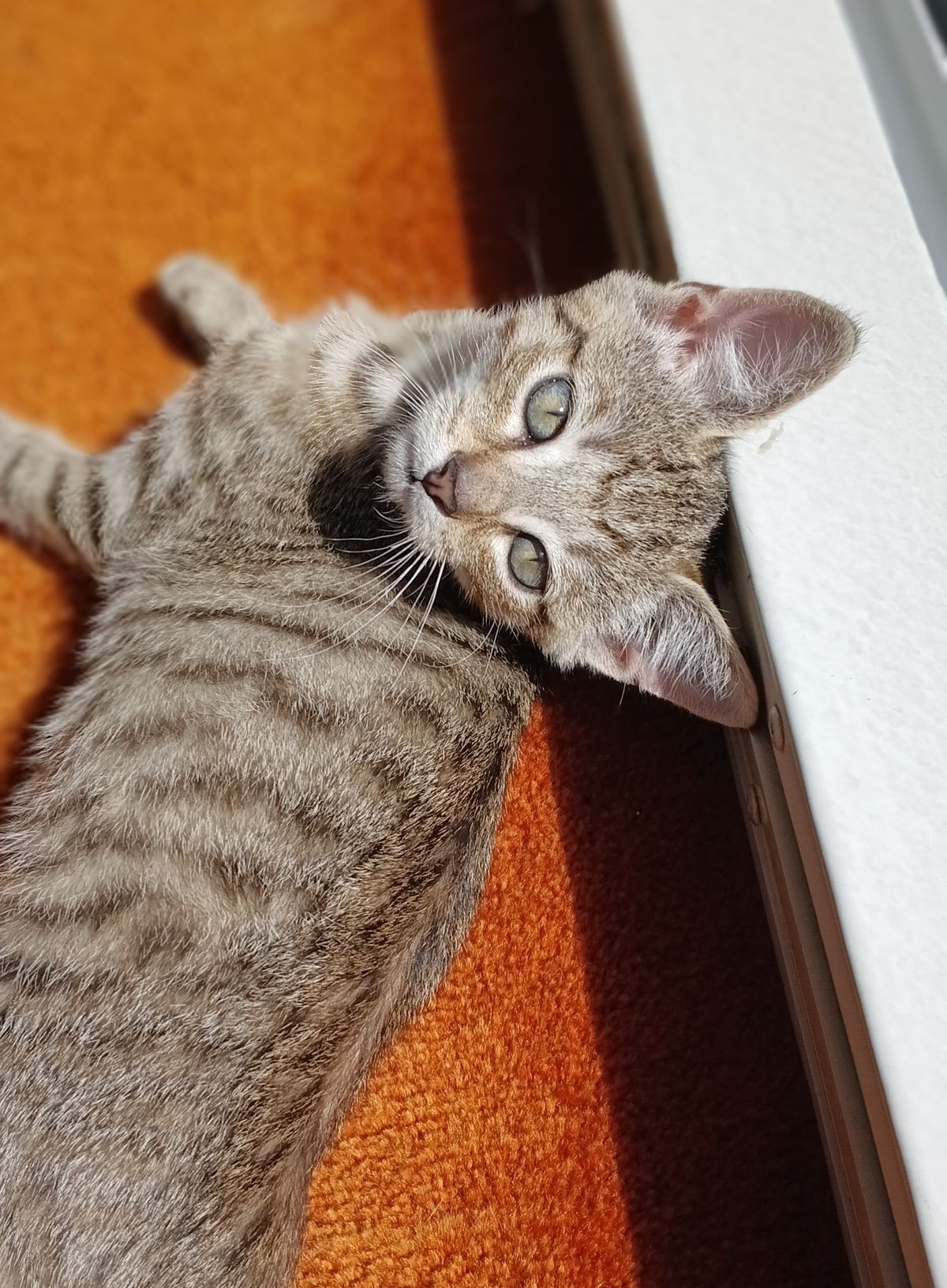 Gallery image: Ricky