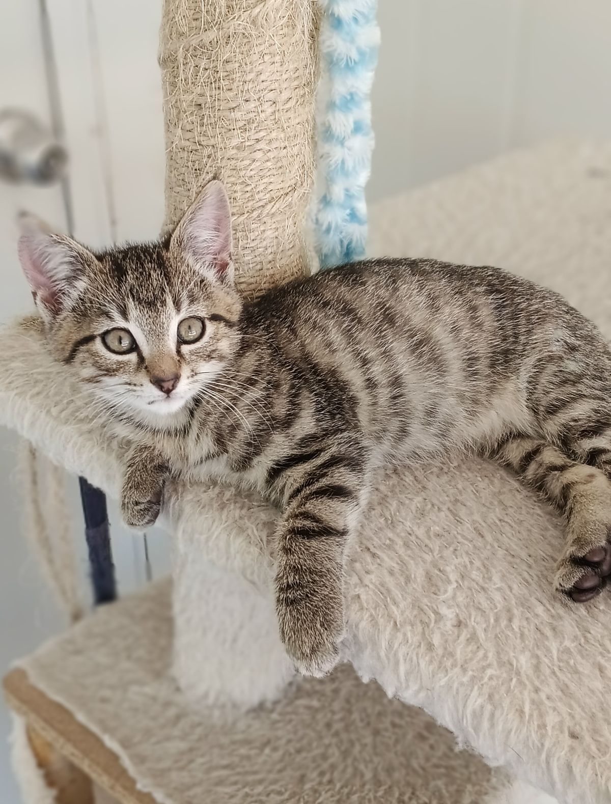 Gallery image: Robbie