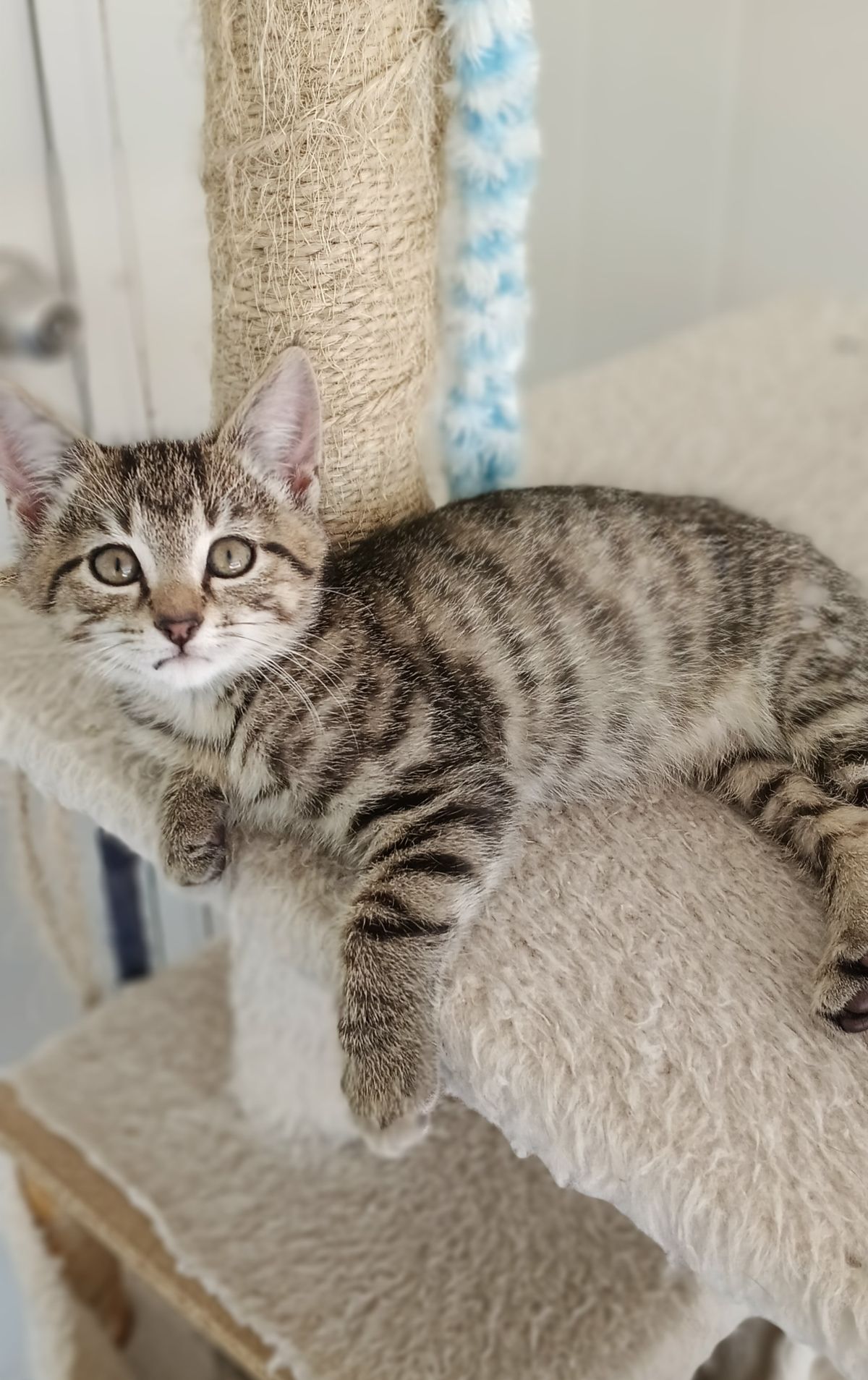 Gallery image: Robbie