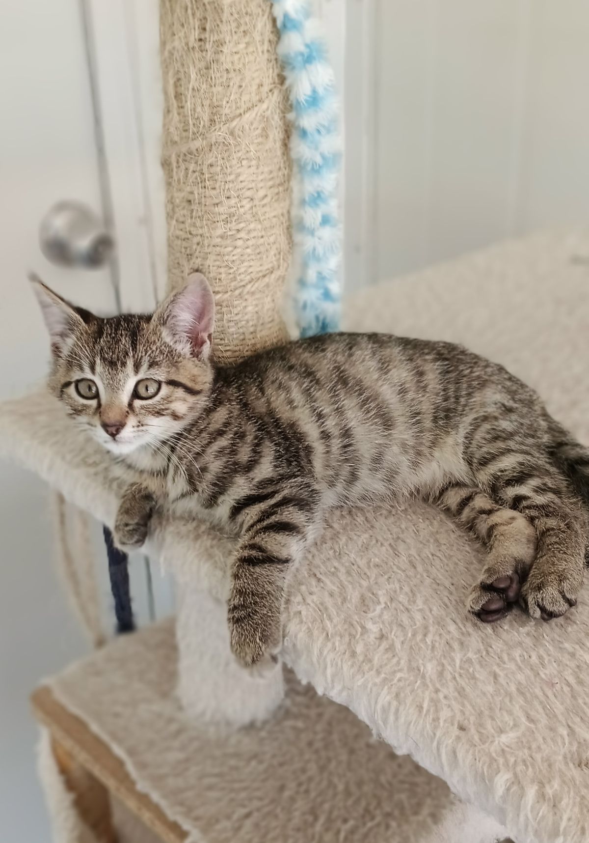 Gallery image: Robbie