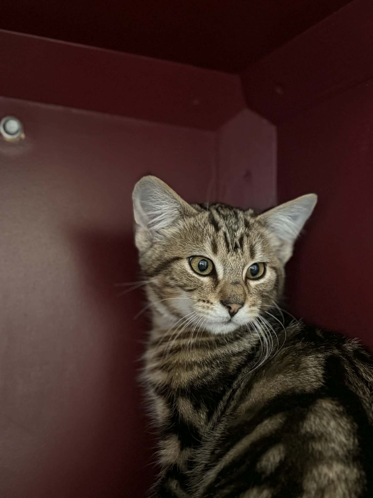 Gallery image: Dumpling