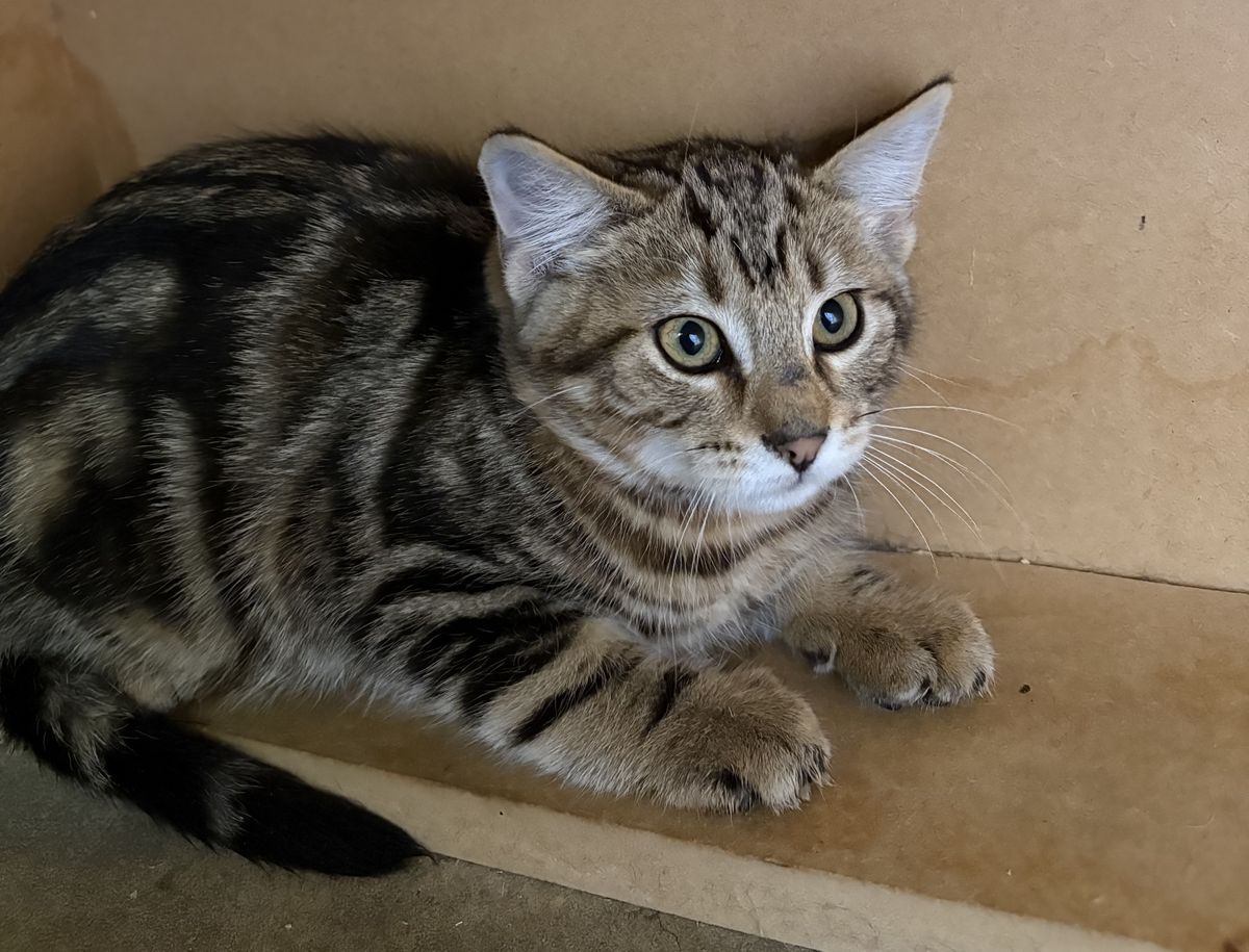 Gallery image: Dumpling