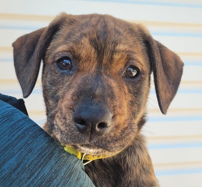 Chanterelle - Rottweiler