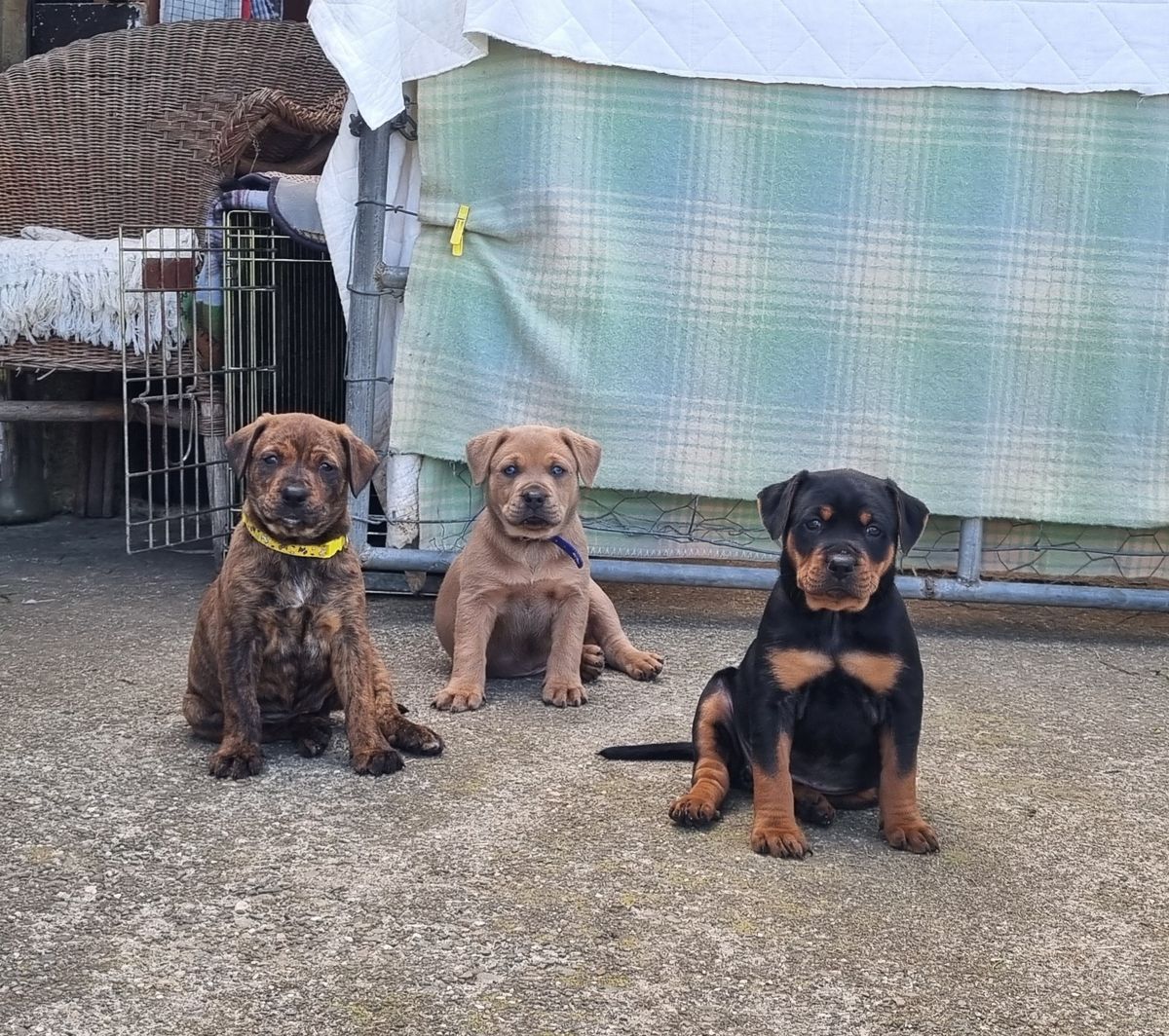 Gallery image: Chanterelle